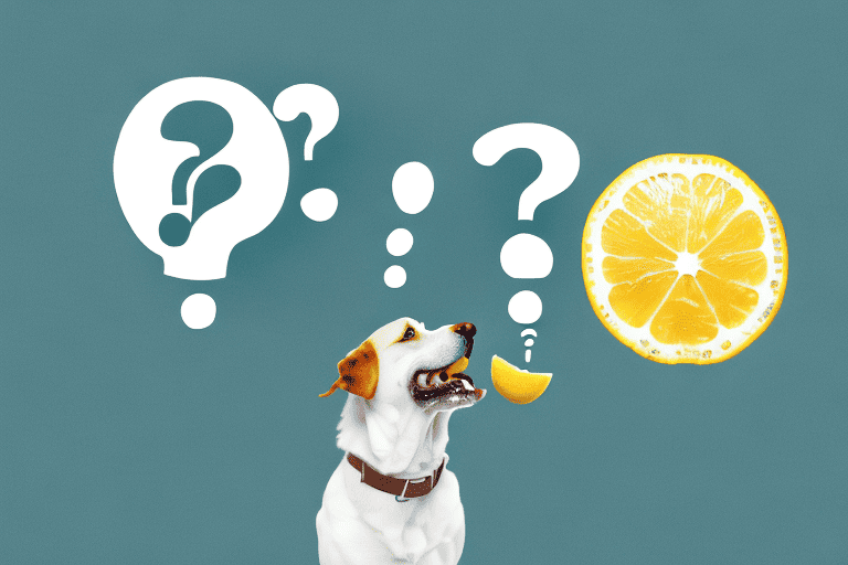 A curious dog sniffing a plate of lemon pepper chicken