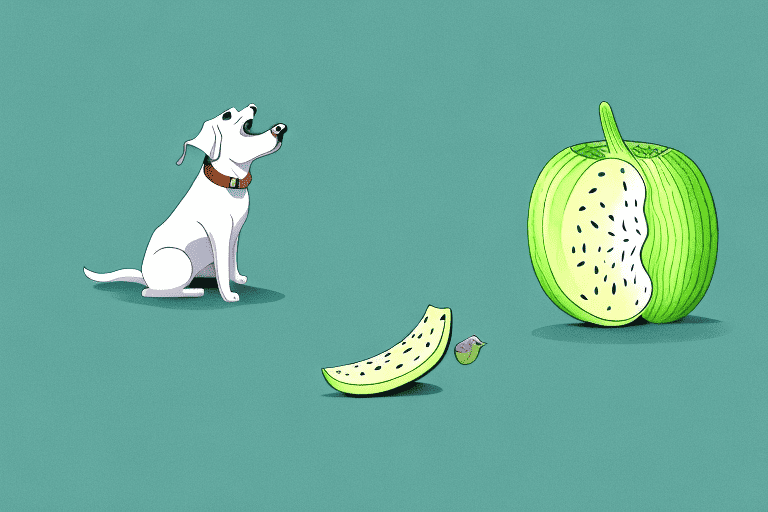 A curious dog sniffing a bitter melon lying on the ground