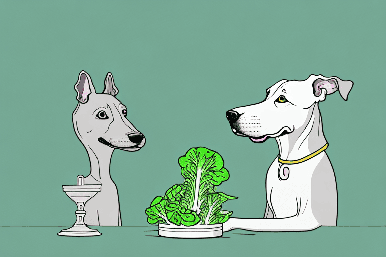 A curious dog sniffing at a head of butter lettuce on a kitchen counter